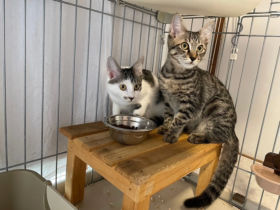 【ご報告】マチューとピチューの里親さんが決まりました！