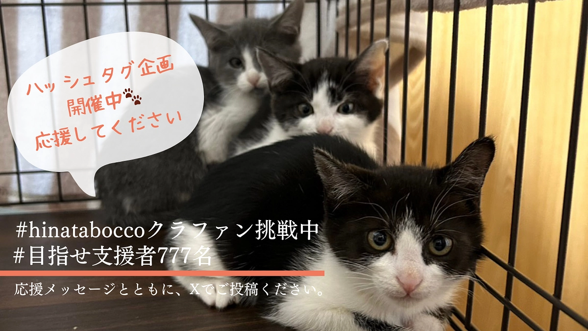 【あと4日！緊急企画🔥】hinataboccoの応援の輪を広げよう！ハッシュタグ企画を開催！