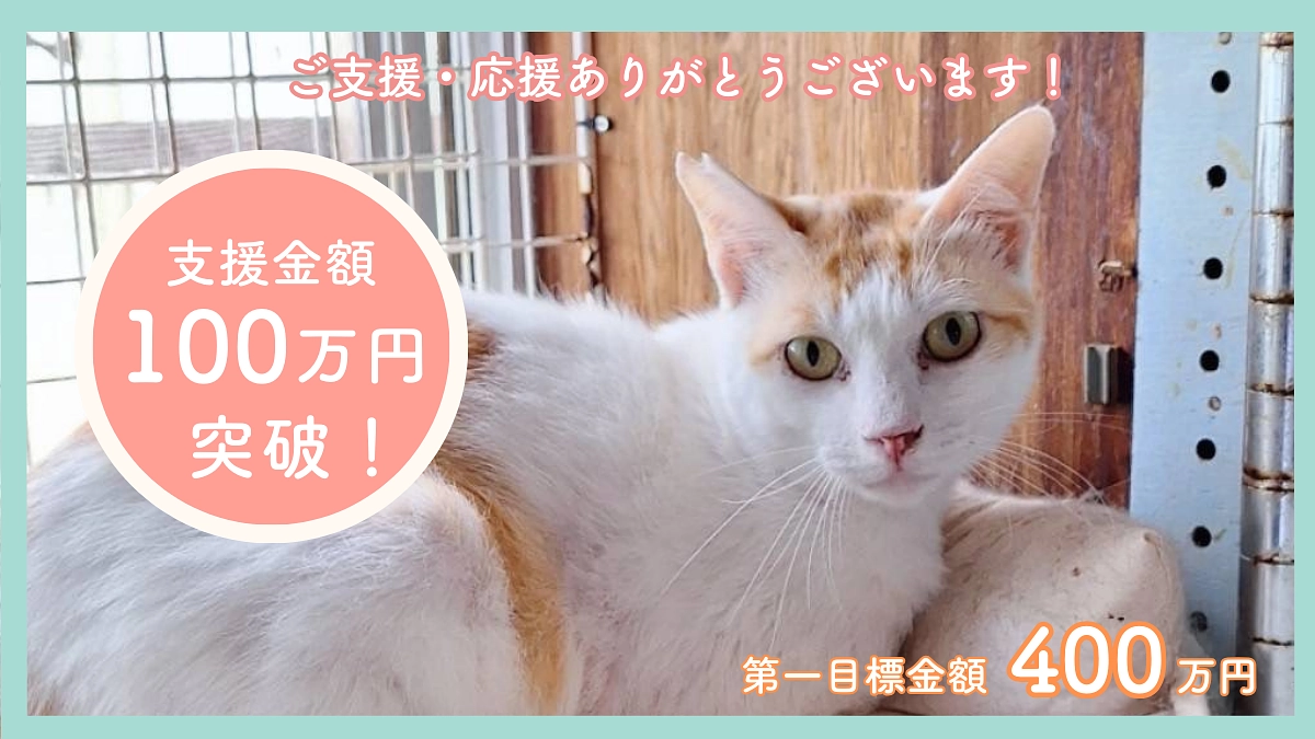 【ご支援金総額が100万到達!!】皆様の応援のおかげです🙇‍♀️応援コメントのご紹介