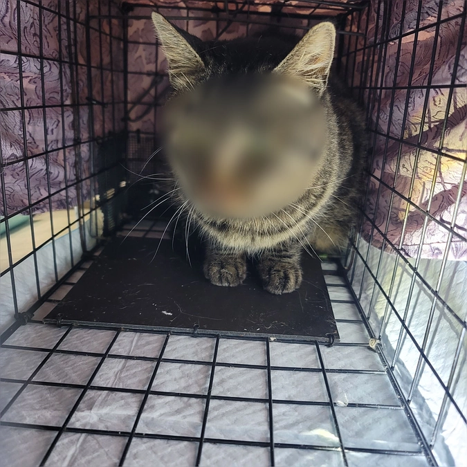 今日は第３回TNRの捕獲１日目