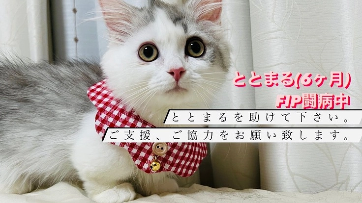 FIP(猫伝染腹膜炎)と闘うととまるを助けてください。