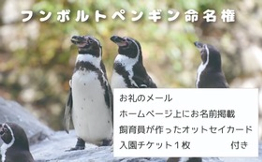 CF限定｜フンボルトペンギン命名権