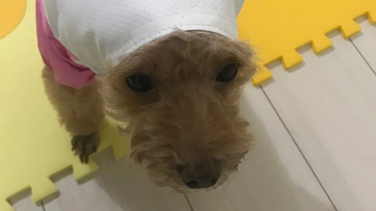 うーちゃんを僧帽弁閉鎖不全症から救いたい