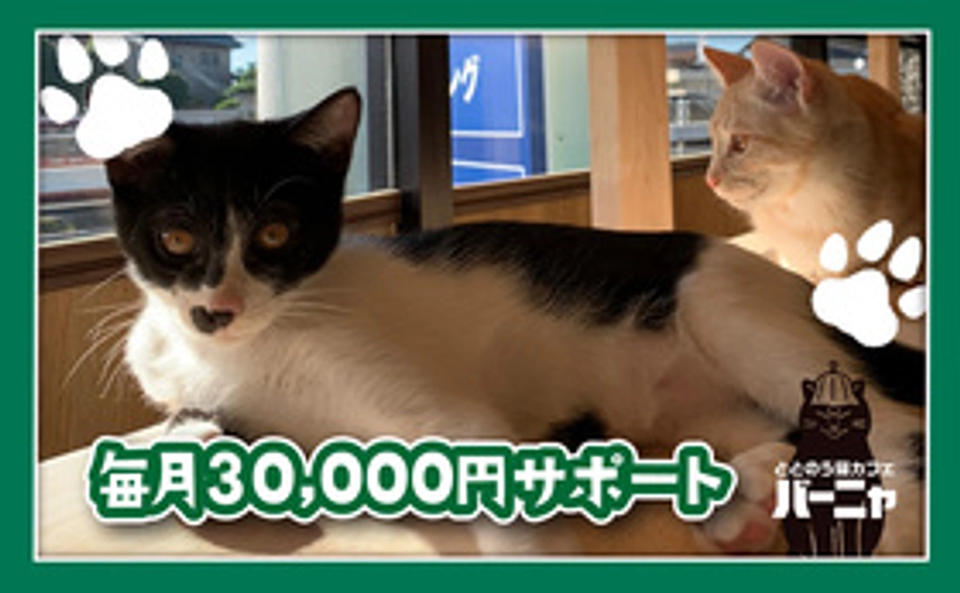 猫ちゃん1ヶ月生活分相当ご支援(1匹)