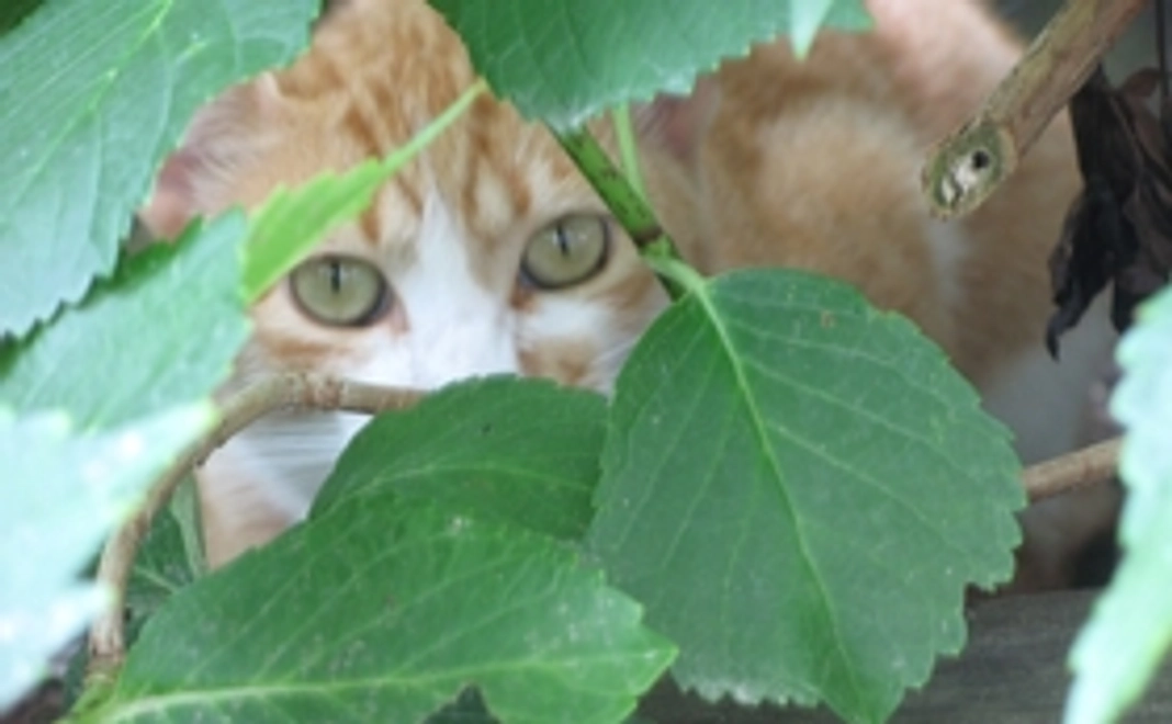 サンクスメール