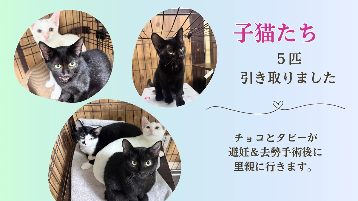 新しい子猫がやって来ました【子猫５匹になりました】