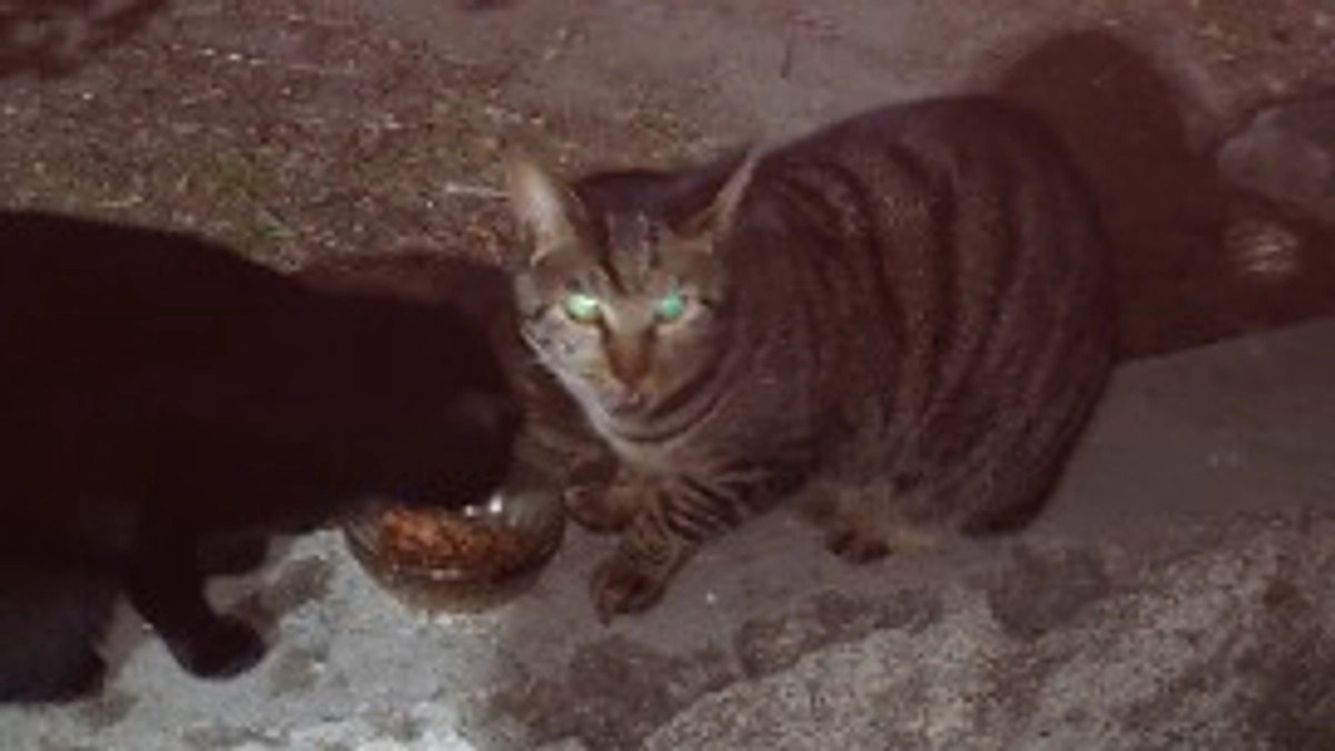 インフルエンザA型