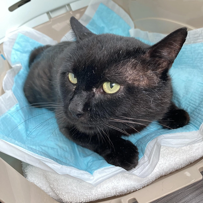 ネロちゃんMRIを撮ることになりました