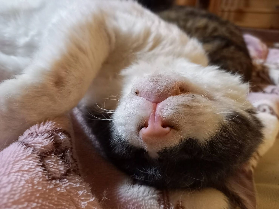 2月最後の里親会