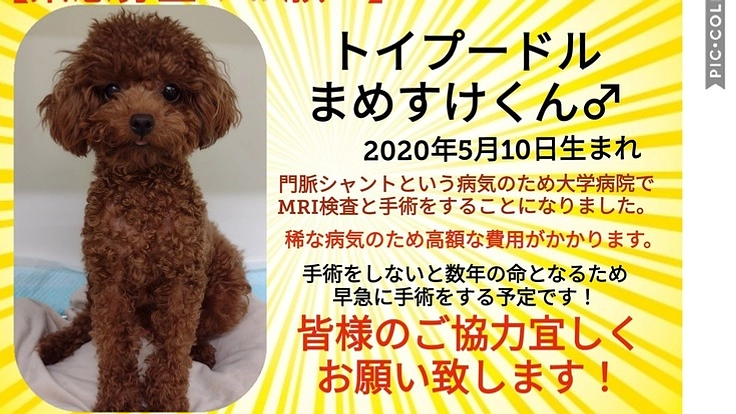 トイプードルのまめすけくんを門脈シャントから助けてください!!