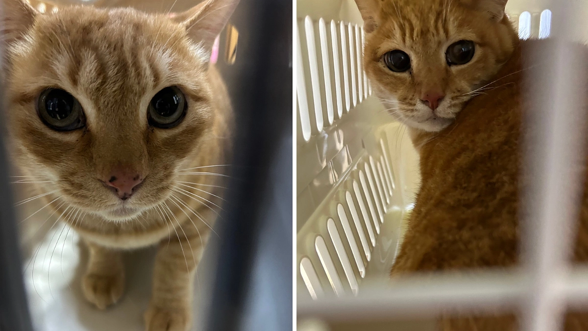 【残り15日！あと78万円で第二目標達成！】飼い主さんの突然の死去により取り残された茶虎の兄弟。