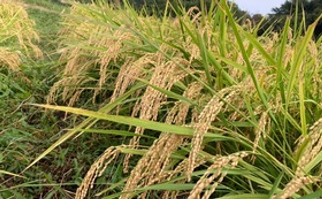 [1000円とにかく応援したいコース] 半夏生米を理解したので、応援しよう①