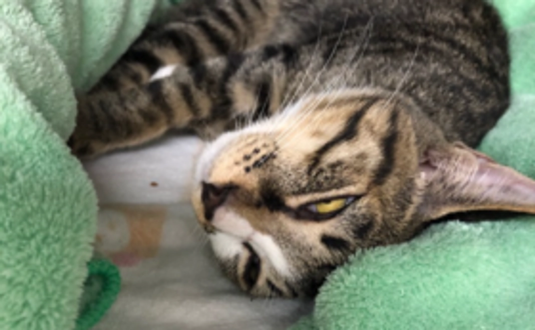 応援コース・3000円