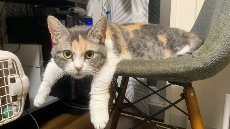 FIPになってしまったゆずちゃんに力を貸してください