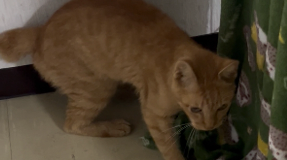 脳神経の異常を抱え4年間お外で生き抜いたちくわくん