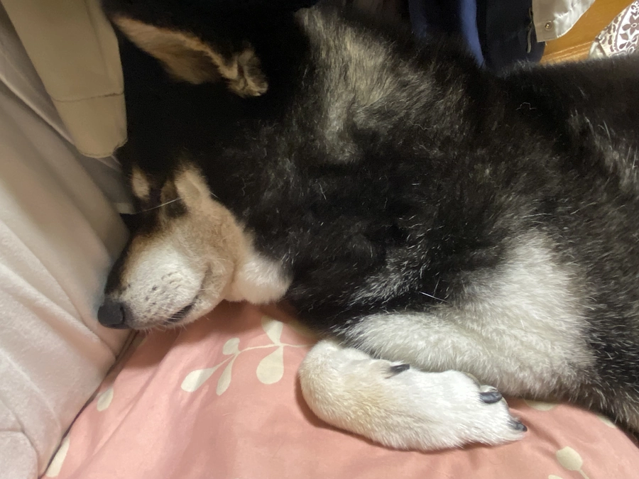 今日はなんだか落ち着かないみたい