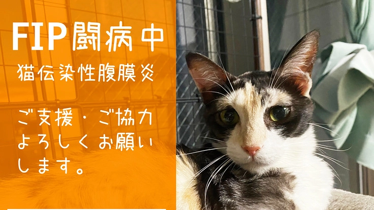 FIP（猫伝染性腹膜炎）寛解にご協力、ご支援をお願い致します