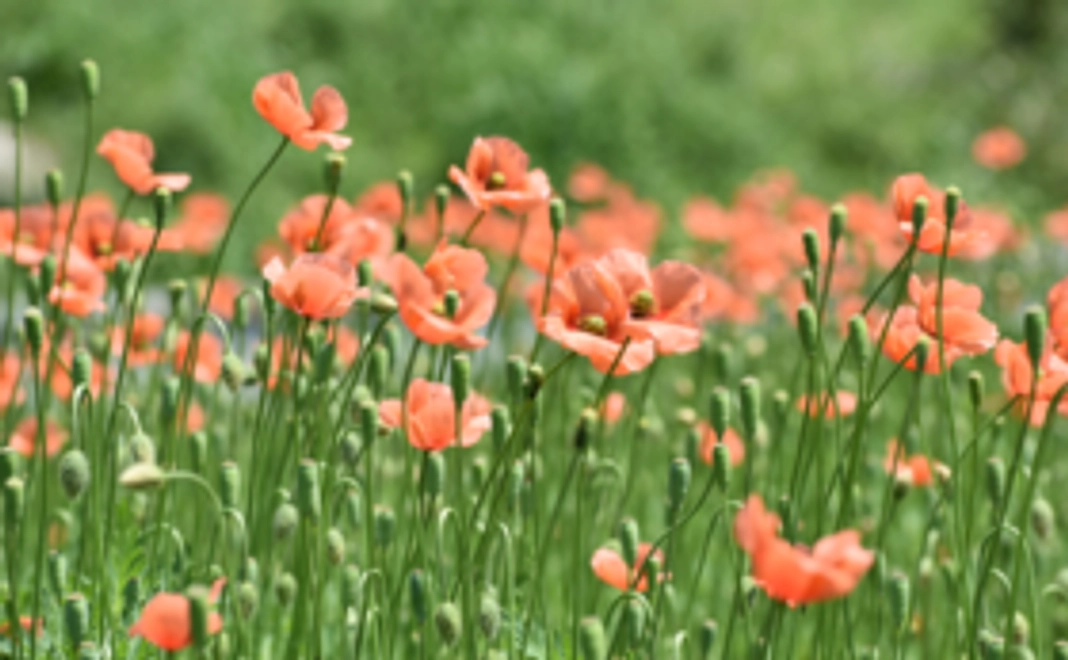 KORNMUTTER カードと「全集中、麦の呼吸」オンラインイベントへのご招待