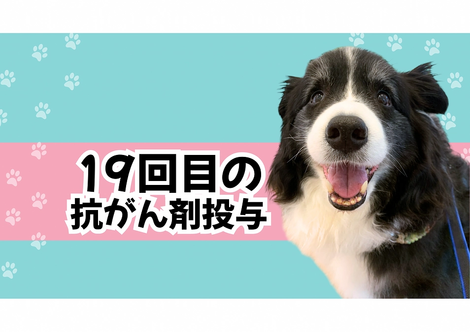 抗がん剤治療再開 19回目