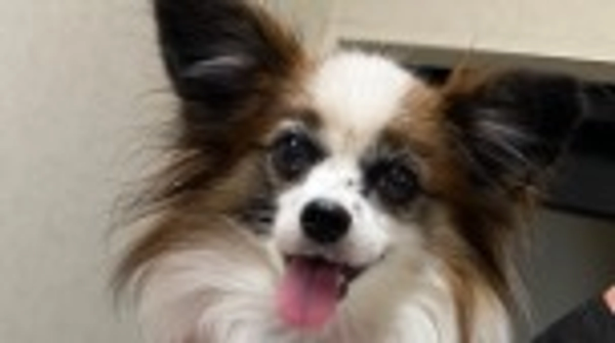 🐾 あと6日となりました🐾