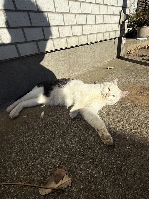 １頭だけですが、保護しました。