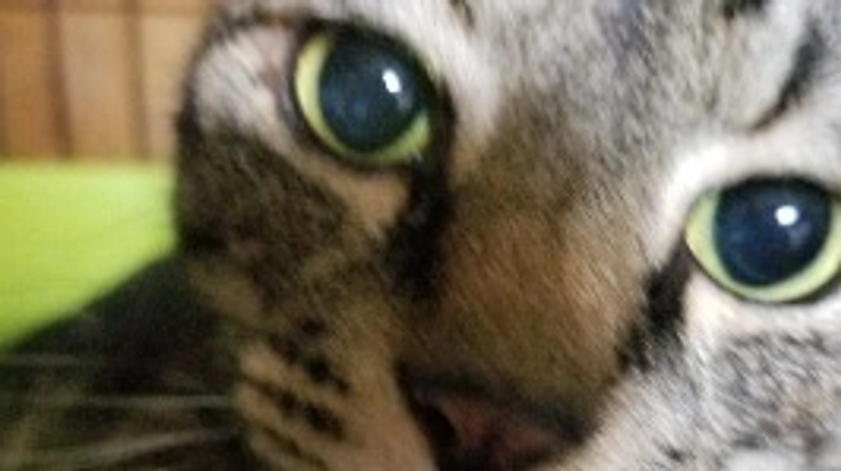 ご支援ありがとうございます。