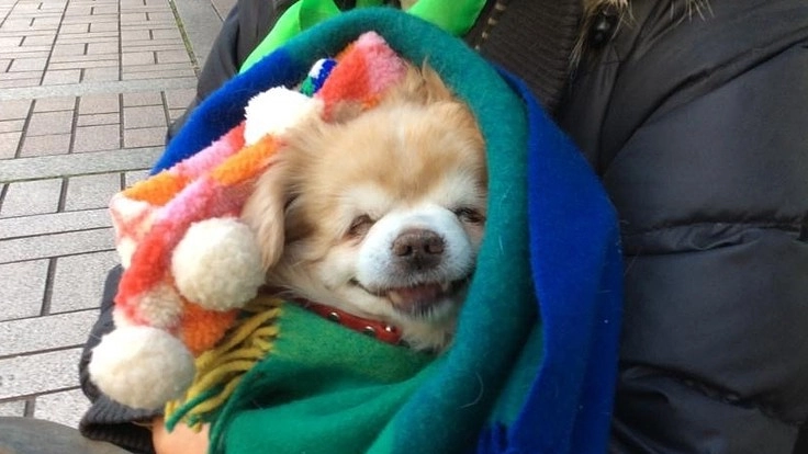 子どもと犬猫の居場所を一緒に守りませんか|マンスリーフレンズ募集中