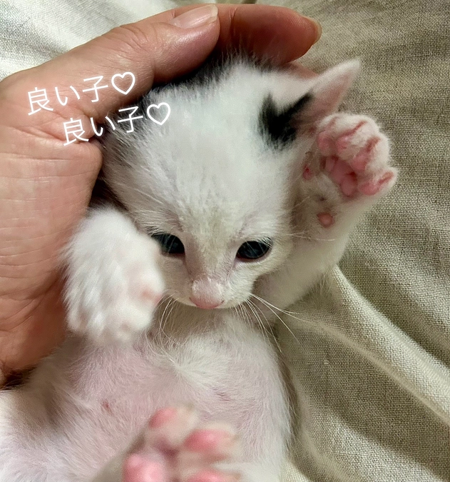 解体現場からの赤ちゃんたちの可愛いその後😍