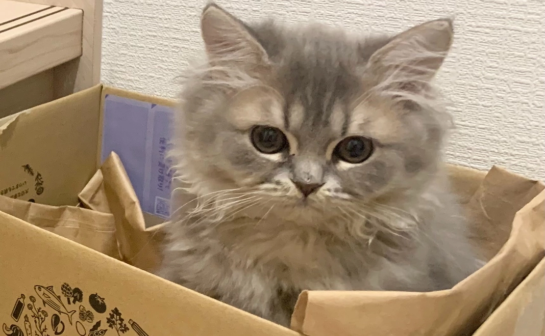 【感謝の気持ち10】ムクの写真付きメール＋近況報告