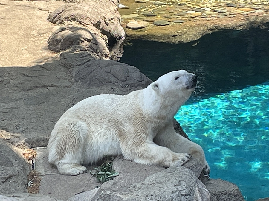 【ズーラシア情報】会えないときは・・・