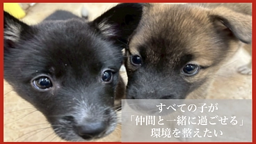 〜命をつなぐ場所を未来へ〜老朽化した動物保護施設 移転プロジェクト のトップ画像