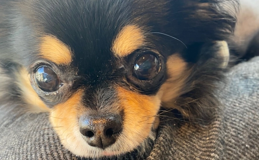 ぽんちょを助けてください2