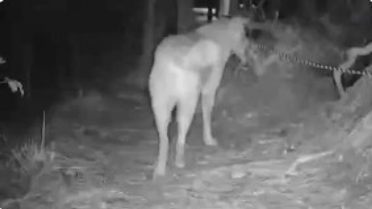 【もうすぐ400万円！】迷子犬は脱走が長くなればなるほど、行動範囲が広がり土地勘が出てきます