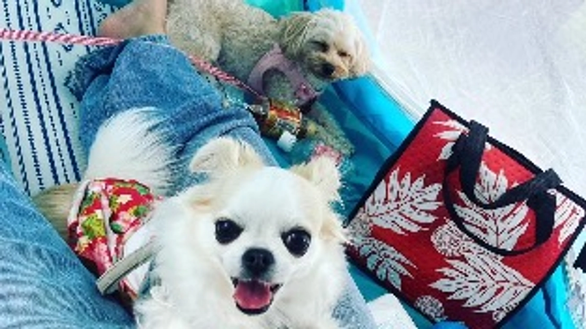 公園ピクニックにまた行きたい