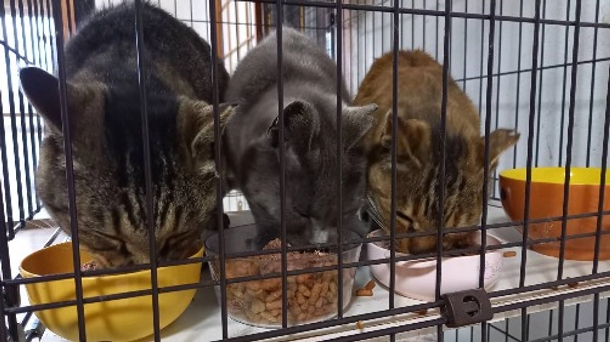 ごはんをあげるなら