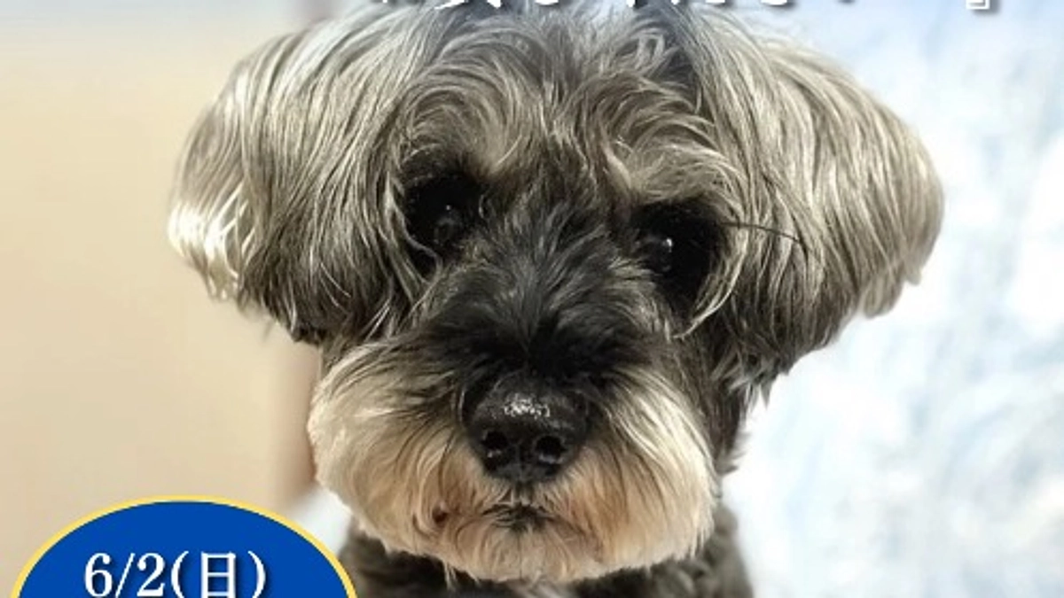 終了まで残り4日になりました。 ロイの体調について。