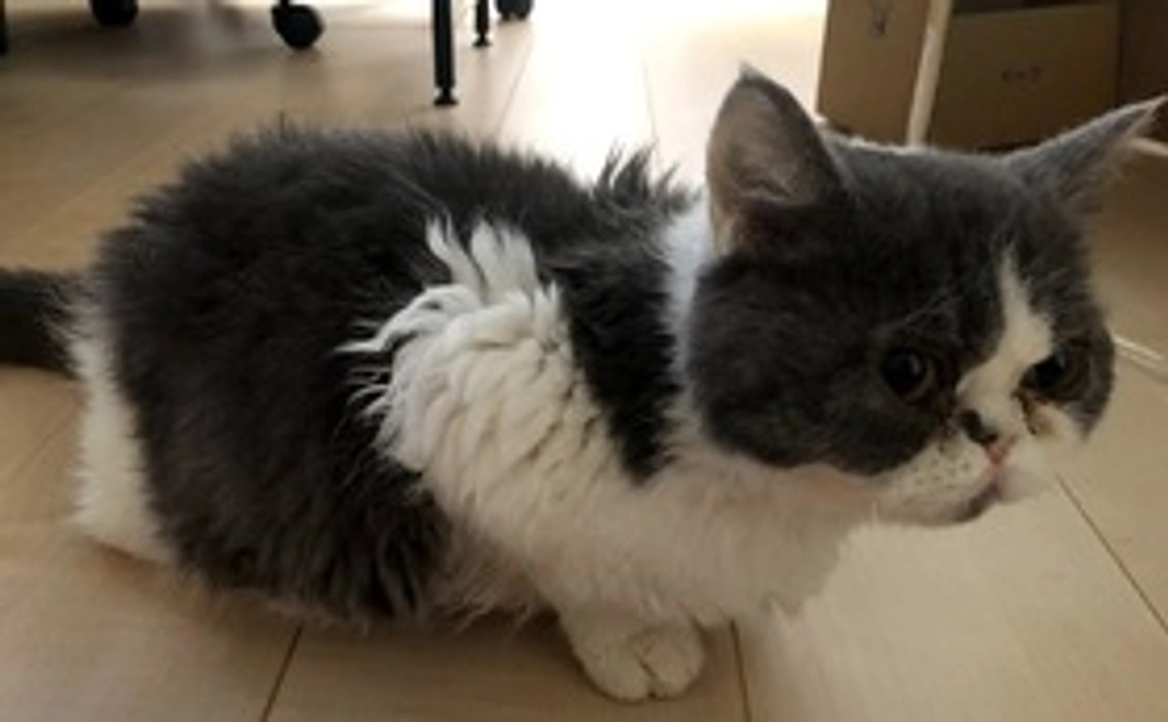 全力応援(リターン不要）500円コース