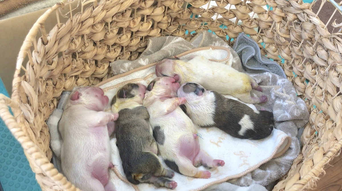 プロジェクト開始５日目‼️