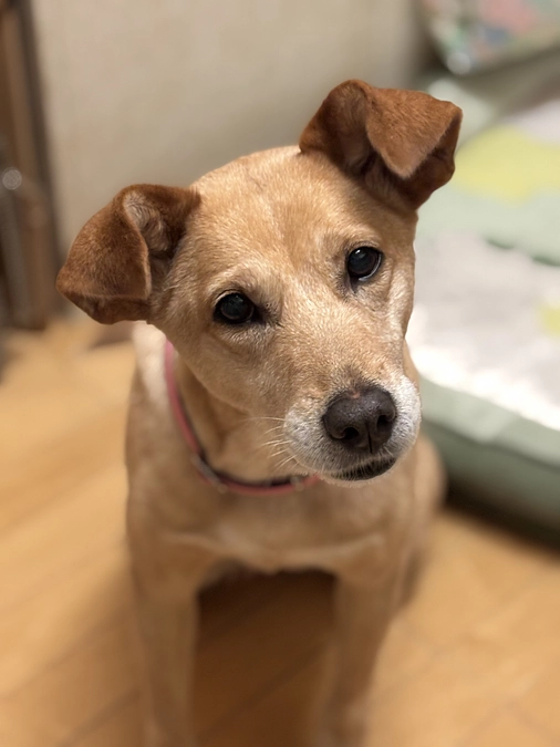 大っきい甘えん坊