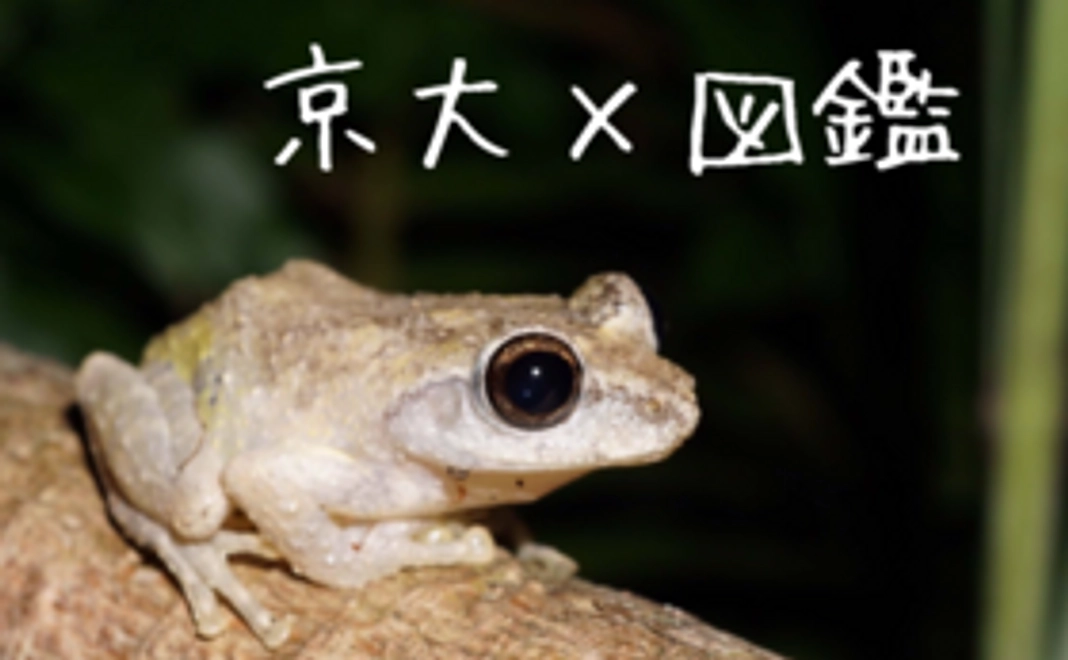 【好きな種を応援！】図鑑チケットコース