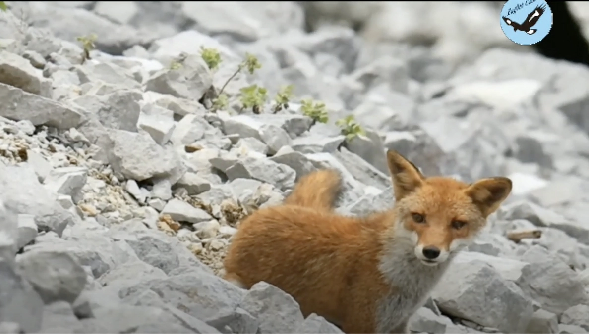 野生のいぶき生中継 Vol.9
