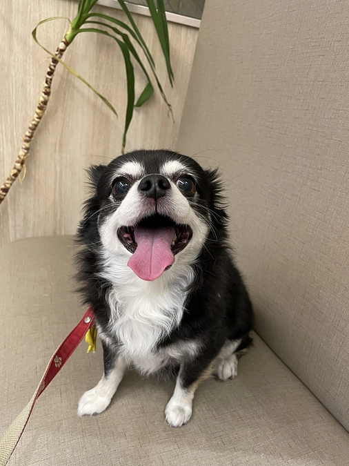 術前検査に行ってきました