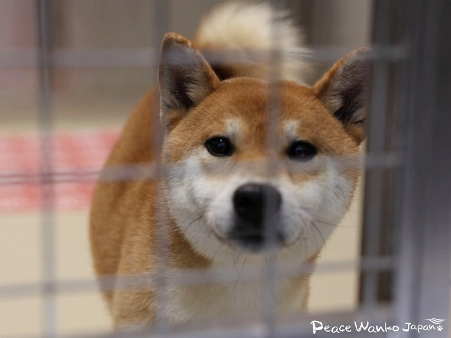捨てられた柴犬、怖くて失禁する野犬。保護活動の現場から