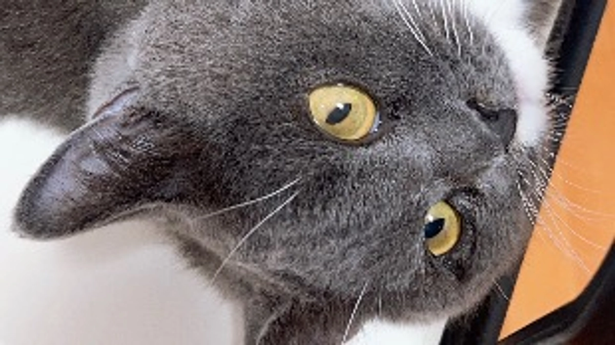 8月5日のプルート