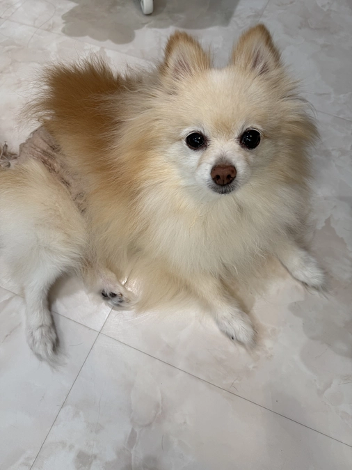 残り6日、達成率14%、あと162万円必要です！！