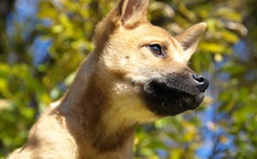 3千円寄付コース【税額控除対象】