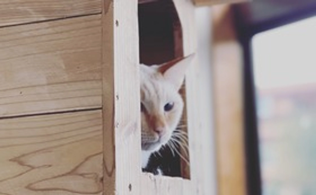 【リターン不要の方向け】応援コース：3千円