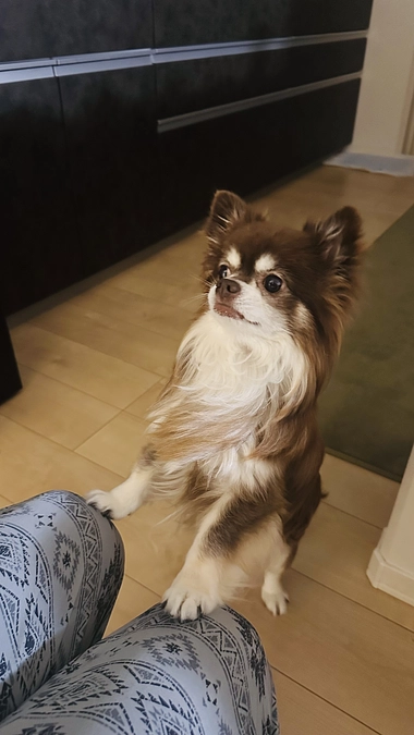 食欲がなく、お薬も飲んでくれない日も。。。