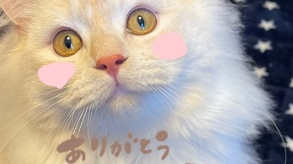 ご支援ありがとうございます！