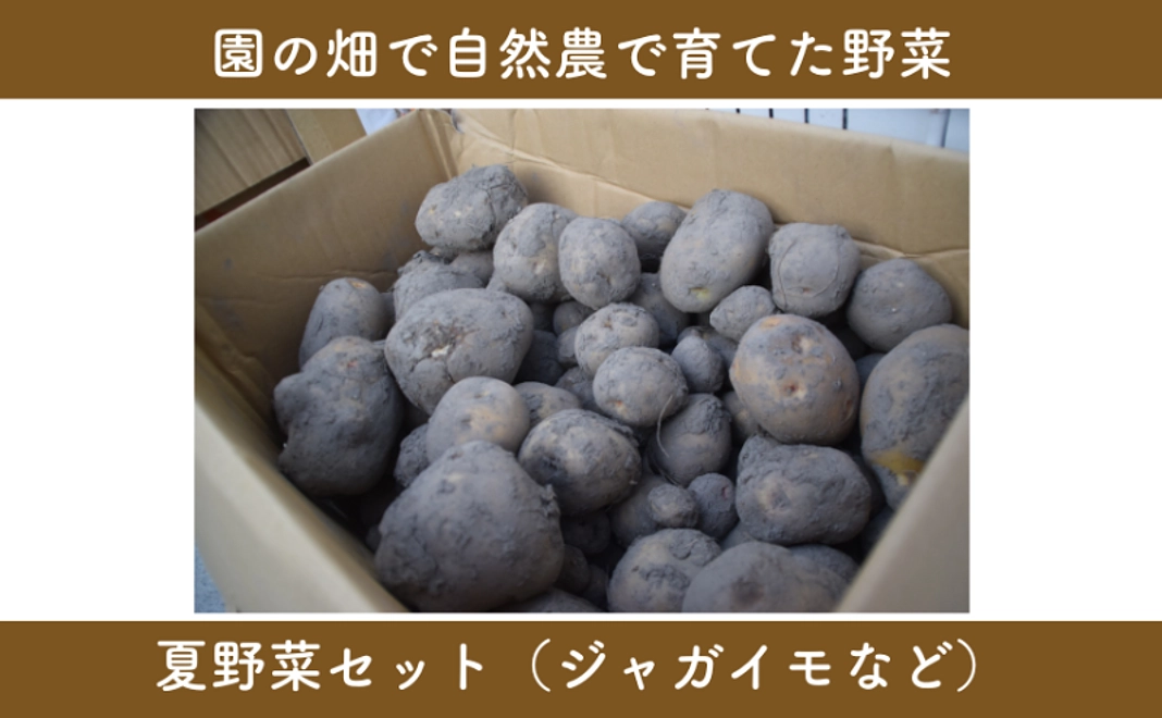 8,000円|園の畑で自然農栽培した夏野菜コース
